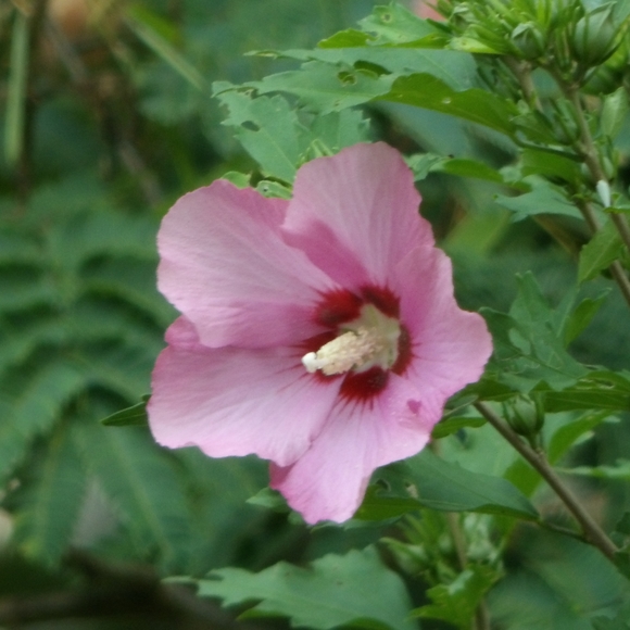 Meet your Posher, Kayla - Picture 2 of 2